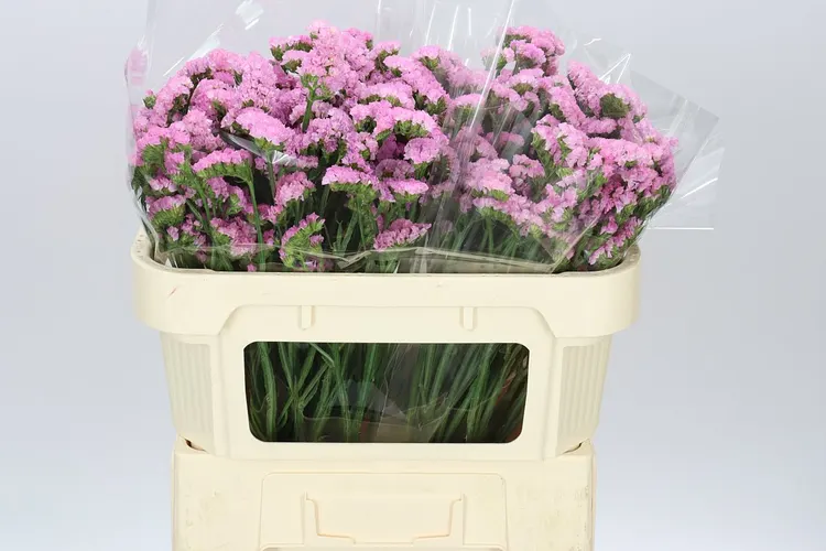 Limónium S Light Pink 70 cm