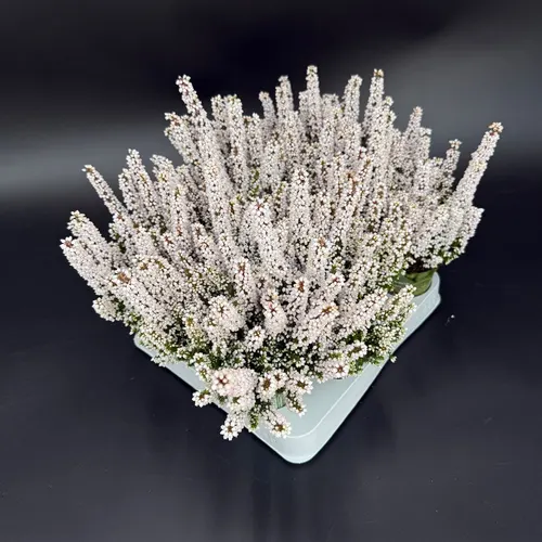 Vresovec Zo Beauty Queen Mini biely črepník 7 cm