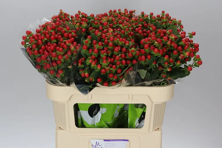 Hyperikum Tomato Flair 70 cm