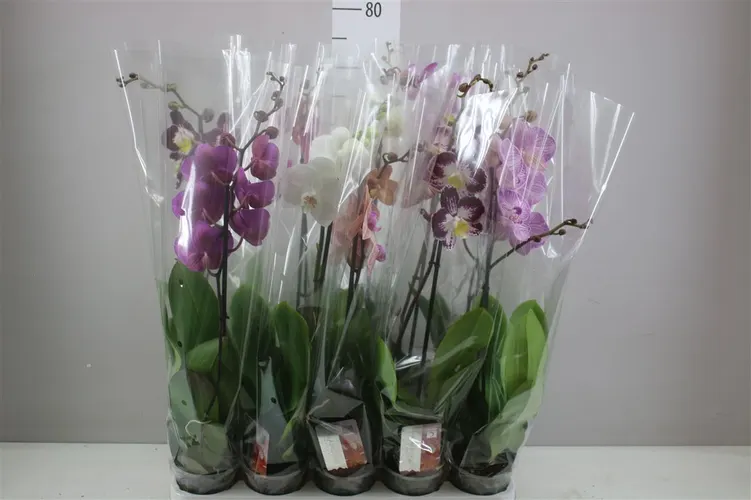 Phal Gemengd 1 Tak 9+ črepník 12 cm