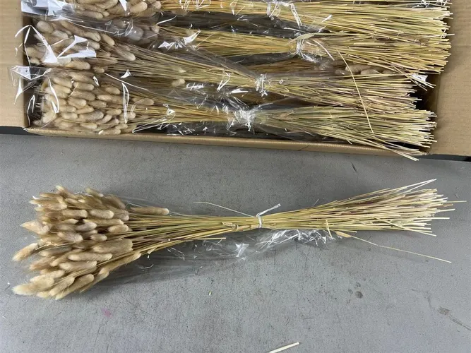 Dried Lagurus Naturel 65 cm