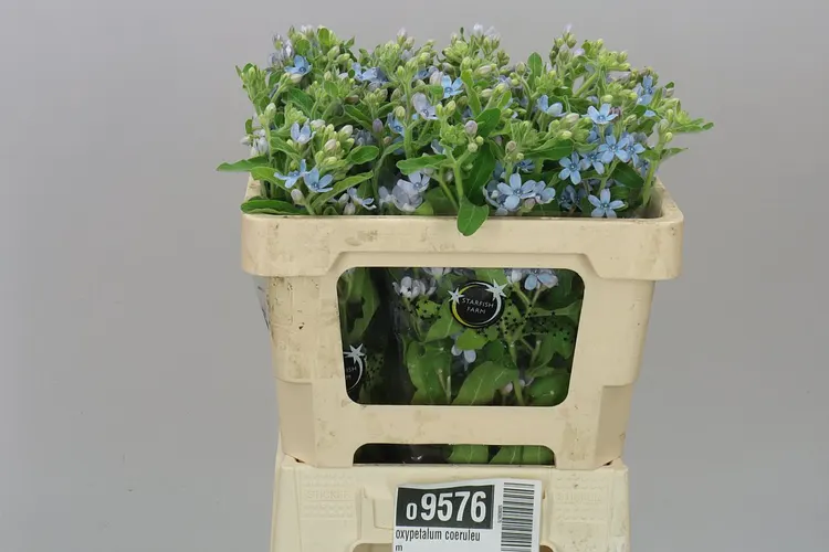 Oxypetalum Coeruleum 50 cm