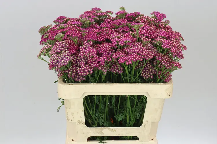 Achillea Masterclass Purple 55 cm