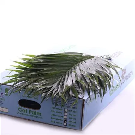 Cat Palm L6 60 cm