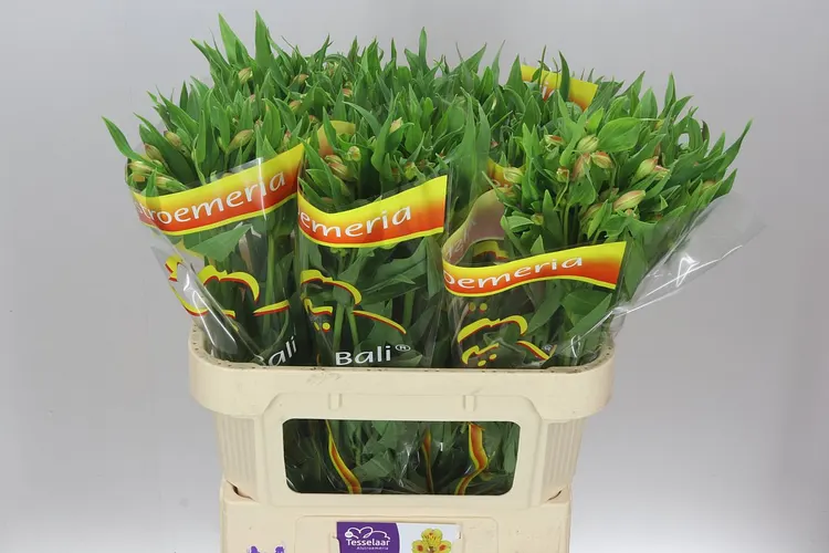 Alstro Bali 75 cm