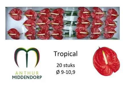 Anth Tropical