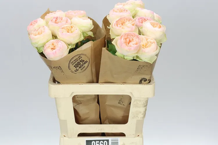 Rosa Gar Pinky Pie! 60 cm