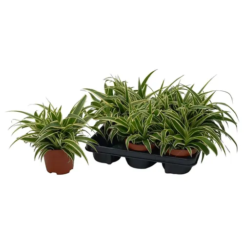 Chlorophytum Vittatum črepník 13 cm