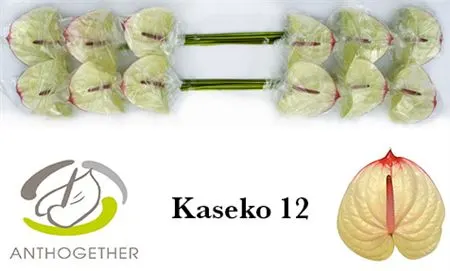 Anth Kaseko