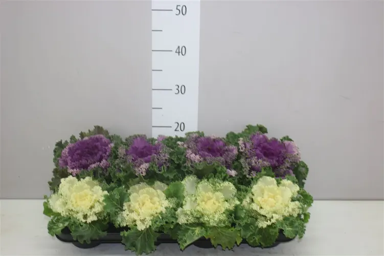 Okrasná kapusta Sierkool Gekruld mix črepník 12 cm