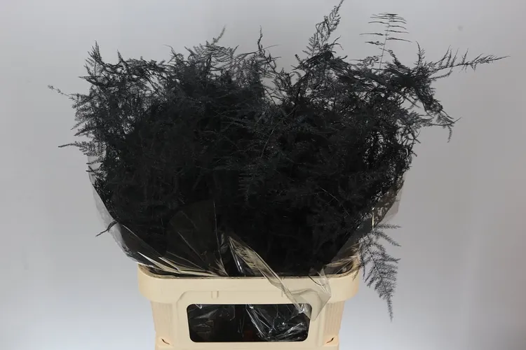 Asparagus Lang Getopt Black 85 cm