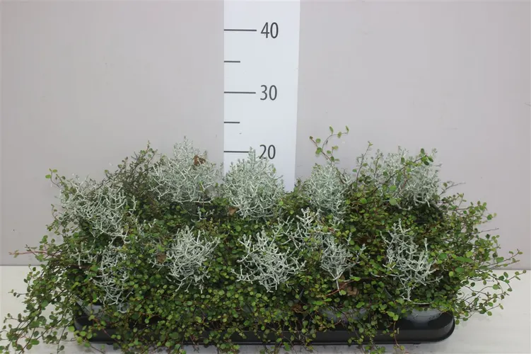 Calocephalus/muehlenbeckia črepník 12 cm