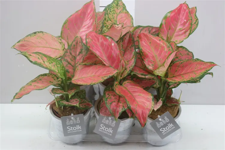 Aglaonema Spotted White Wash Keramiek A2 črepník 11 cm