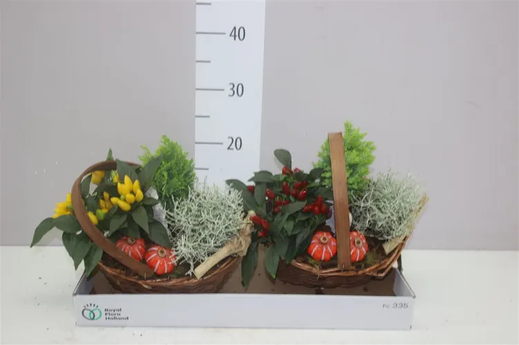 Arr Tuinplanten v prútenom košíku Met Hengsel črepník 24 cm