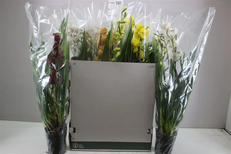 Orchidea Cymbidium mix, 3 výhony črepník 14 cm