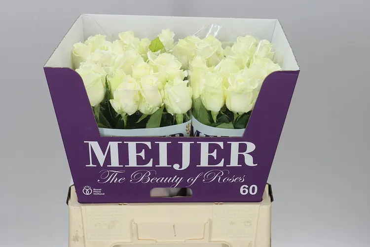 Rosa Gr Avalanche Meijer White 60 cm
