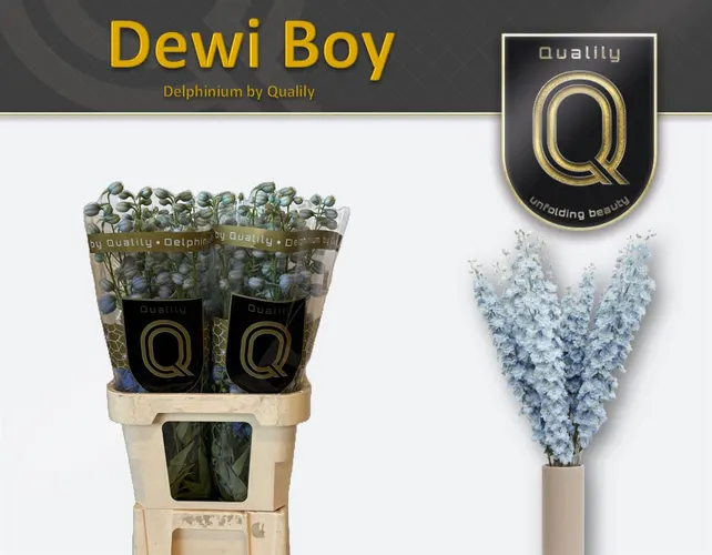 Delph El Dewi Boy 90 cm