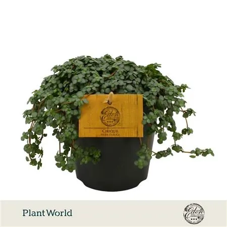 Pilea Glauca črepník 12 cm