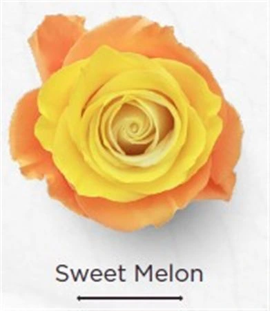 Ruža farbená Sweet Melon, Ekvádor 50 cm
