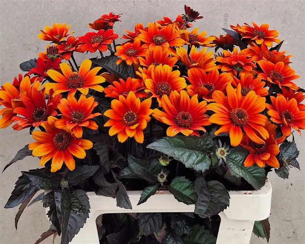 Heliopsis Red Shades 60 cm