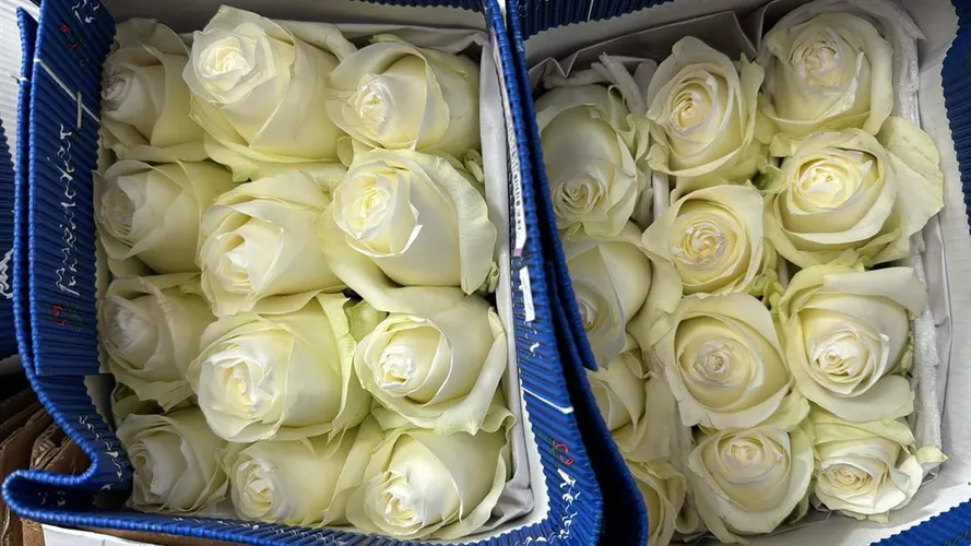 Rosa Gr Ec Proud 40 cm