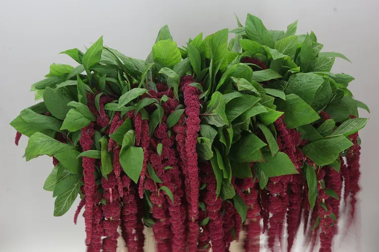 Amarant Ca Red Cord 80 cm