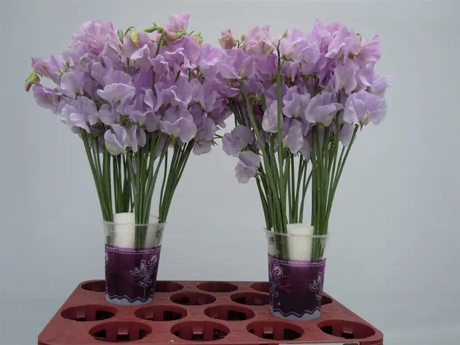 Hrachor Lilac