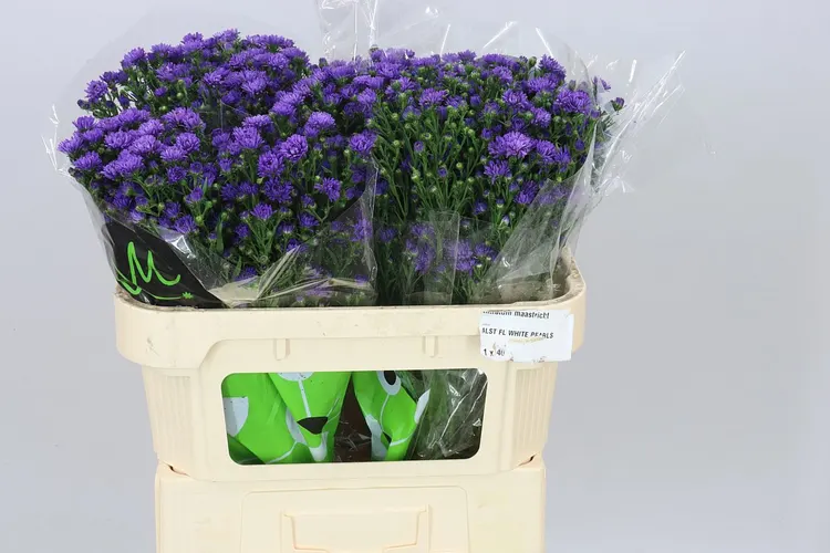 Aster Astee Dark Milka 70 cm
