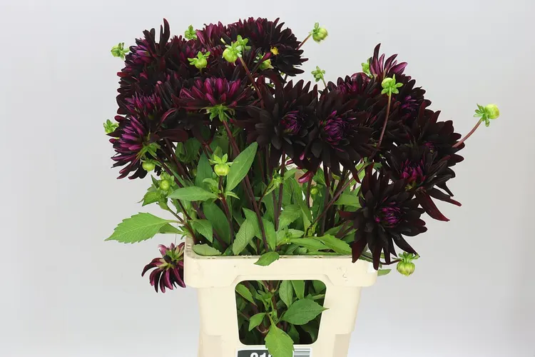 Dahlia Chat Noir 60 cm