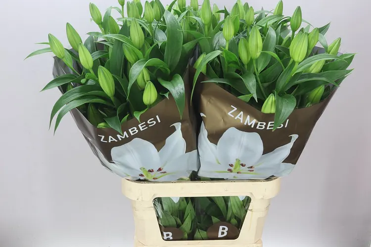 Lil Or Zambesi 100 cm