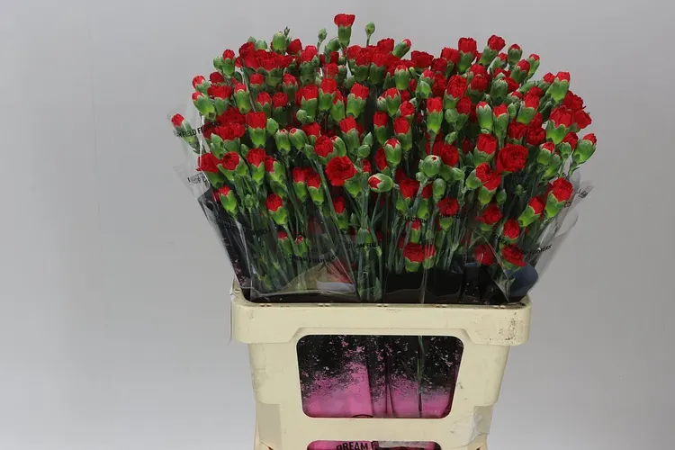 Di Tr Red 65 cm
