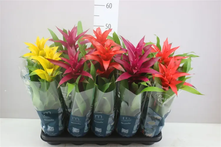 Guzmania Gemengd črepník 12 cm