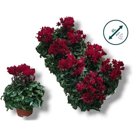 Cyclamen Kl Wine Red črepník 10 cm