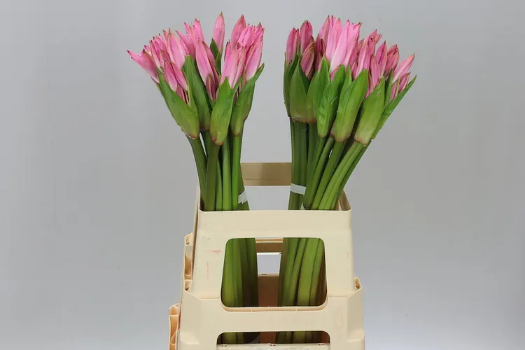 Amarcrinum 60 cm