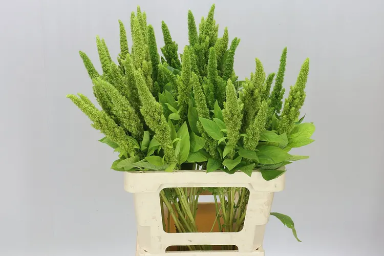 Amaranthus Green Thumb 70 cm
