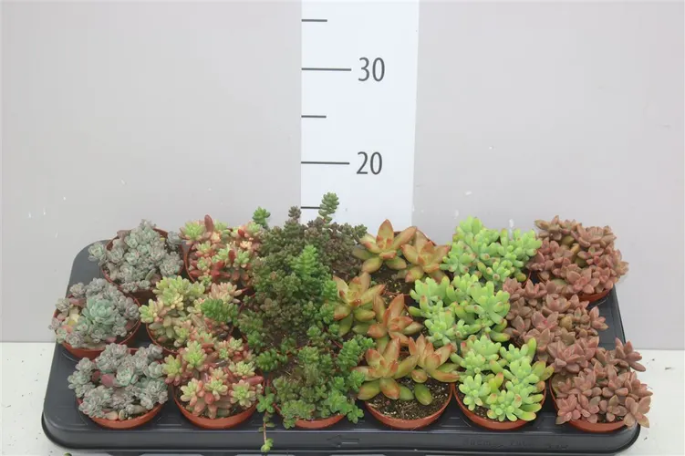 Sedum mix črepník 8,5 cm