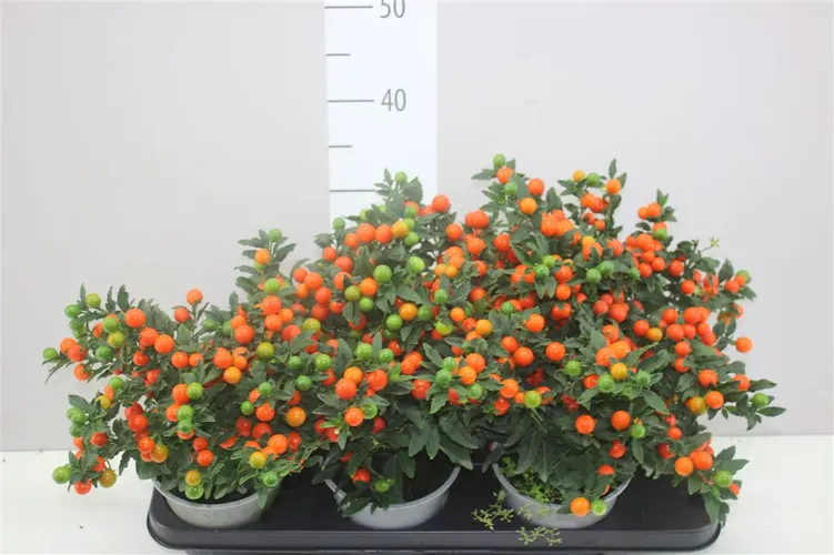 Solanum Ps Bartoli Bes črepník 14 cm