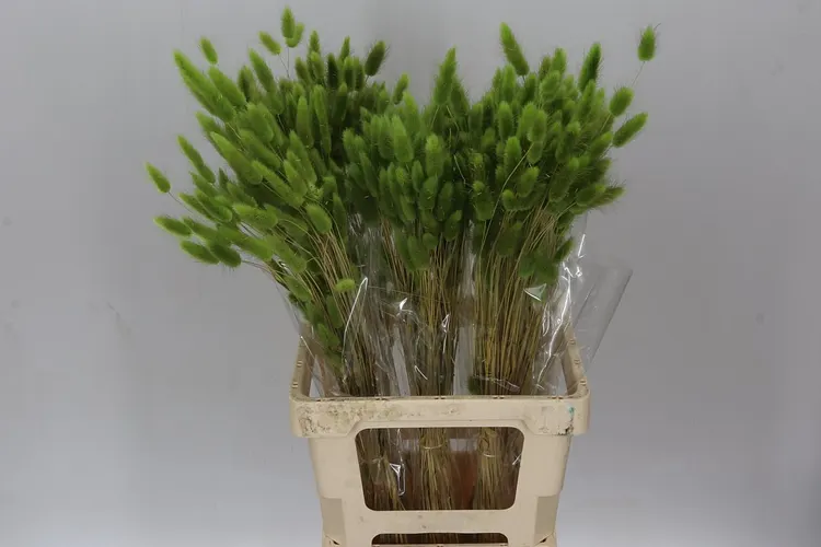 Dried Lagurus Green 65 cm
