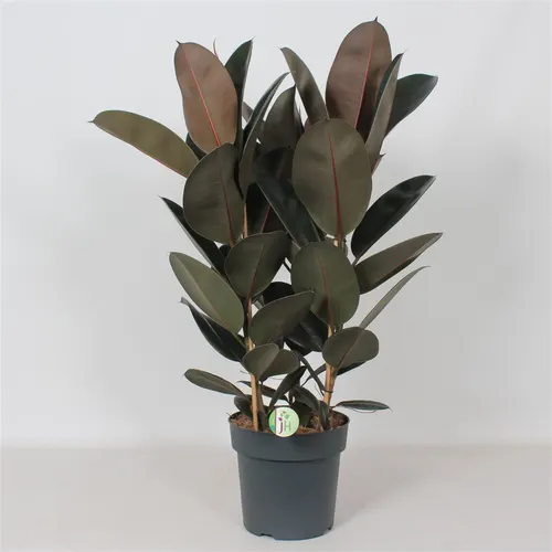 Ficus 'abidjan' črepník 27 cm