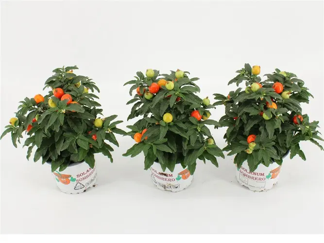 Solanum Pseudocapsicum črepník 10,5 cm