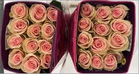 Rosa Gr Ec Absolut In Pink 80 cm