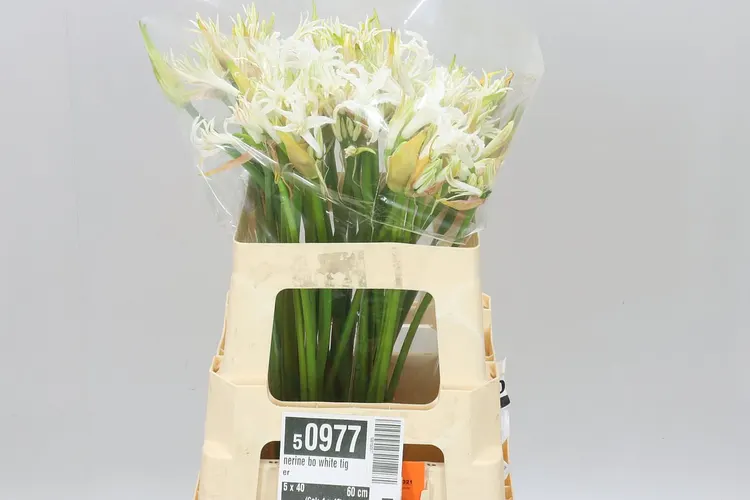 Nerine Bo White Tiger 60 cm