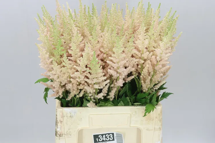 Astilbe Inferno 65 cm