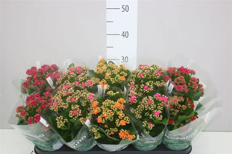 Kalanchoe Rosalina mix 4 Kleuren črepník 12 cm