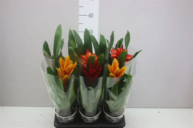 Brómelia mix črepník 12 cm