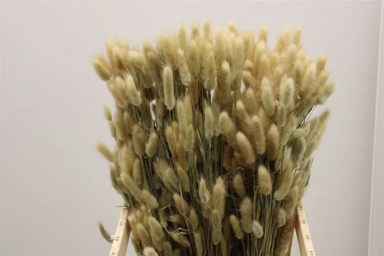 Dried Lagurus Naturel 65 cm