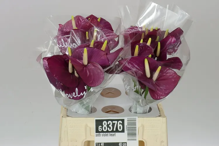 Ant Aqua Violet Heart 40 cm