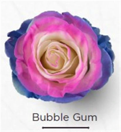 Ruža farbená Bubble Gum, Ekvádor 50 cm