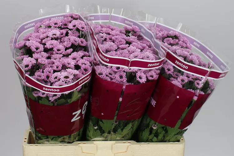 Chryzantéma santini Yin Yang Pink 55 cm
