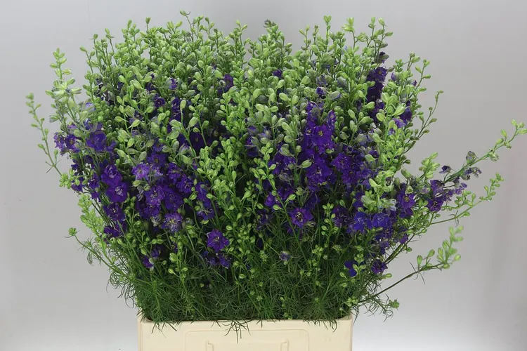 Delph Aj Blue 80 cm